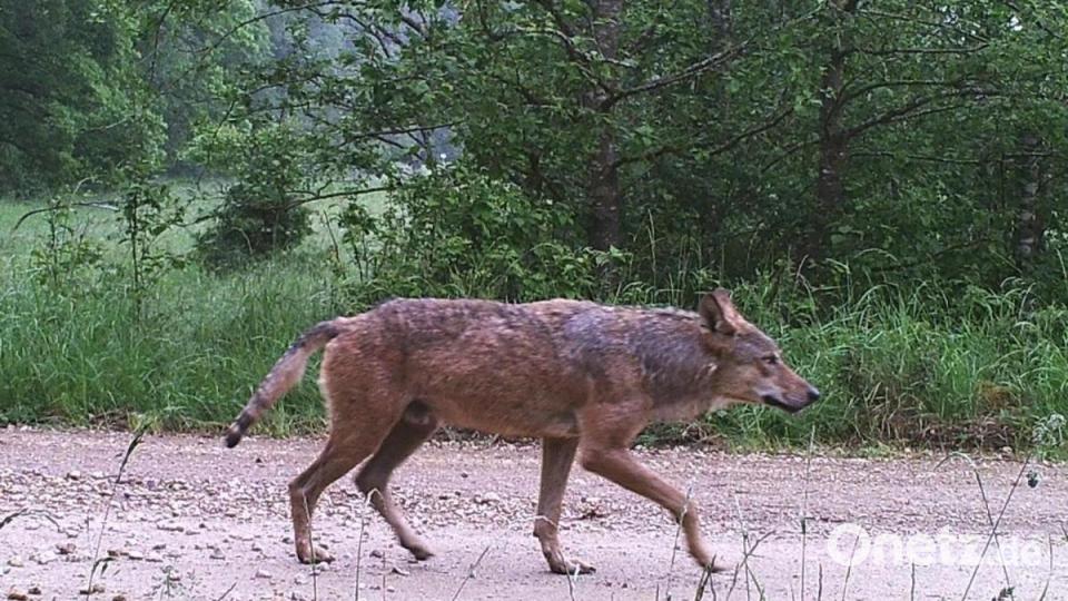 Dieses Foto eines Wolfs auf dem Truppenübungsplatz Hohenfels gelang am 8. Juni 2020. Es dürfte das Individuum mit der Code-Nummer GW1416m zeigen, das im Januar plötzlich im Veldensteiner Forst aufgetaucht ist. Archivbild: BlmA - Bundesforst
