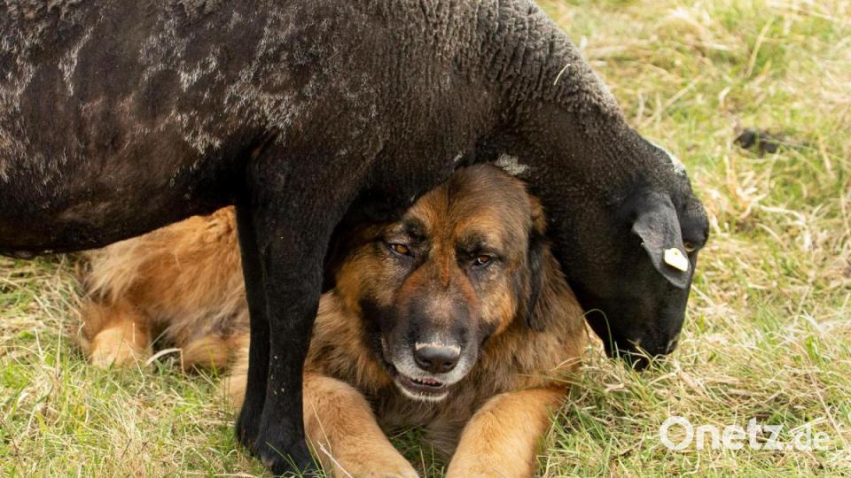 Kaukasische Owtscharka gelten als sehr ausgeglichene Hunde, deren Wach- und Schutzverhalten sich nur gegen Eindringlinge von außen richtet. Bild: Desiree Schwers