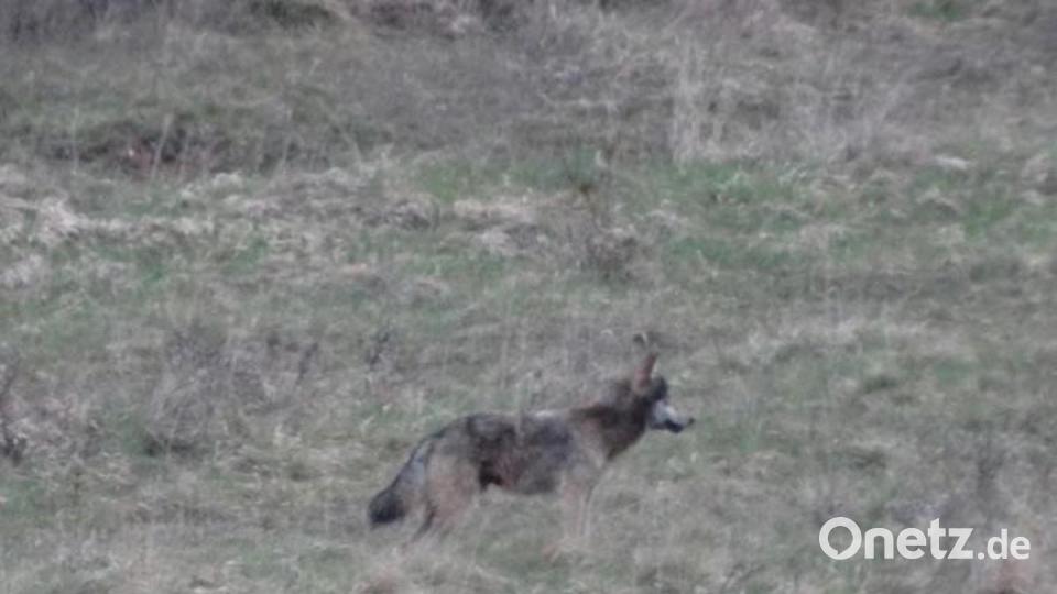 Der Foto-Nachweis eines Wolfs auf dem Truppenübungsplatz Hohenfels vom April 2017. Es dürfte der Rüde mit der Kennnummer GW702m sein, der später zum Stammvater des Rudels im Veldensteiner Forst wurde. Archivbild: Bayerisches Landesamt für Umwelt/privat
