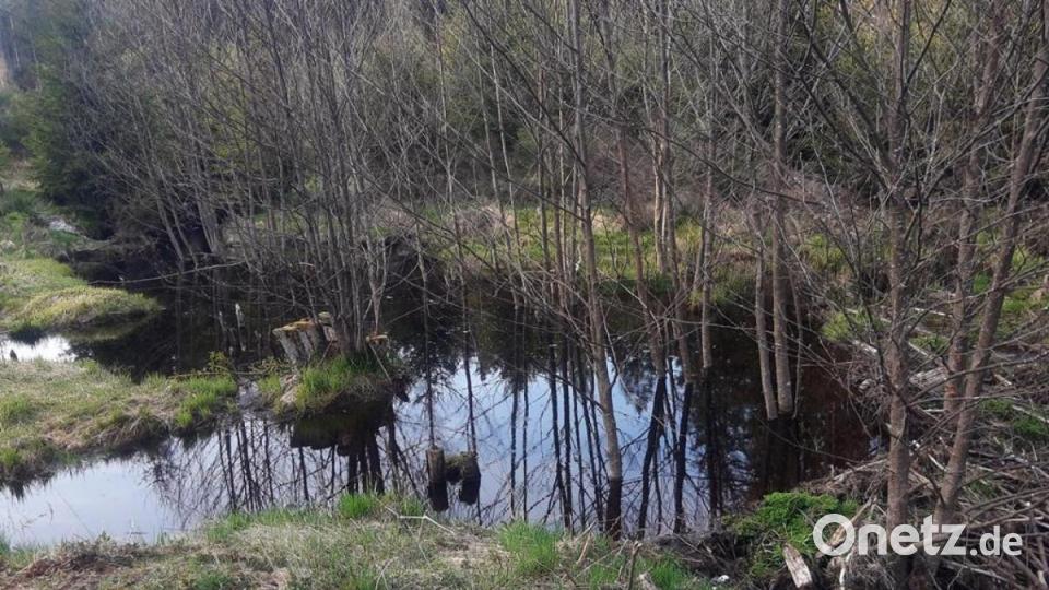 Derart urwüchsige Landschaft wie am Fichtelnaabtalradweg findet sich nur noch selten. Bild: ld