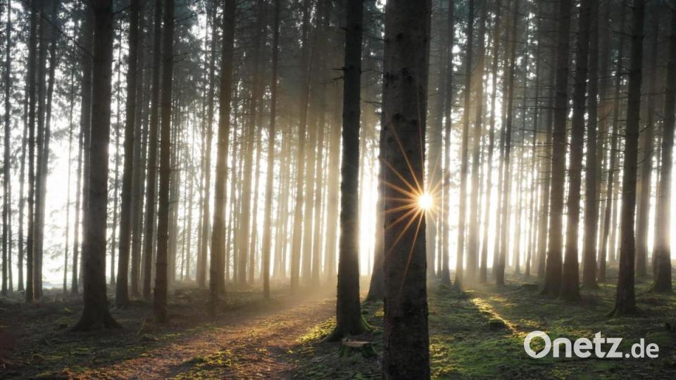 In einem Waldstück bei Luhe-Wildenau lichtete Lena Held diese stimmungsvolle Szene ab. Bild: Lena Held