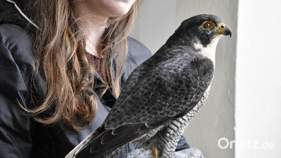 Der Wanderfalke ist schon seit einigen Jahren wieder ein beständiger Bewohner der Amberger Altstadt. Bild: Petra Hartl