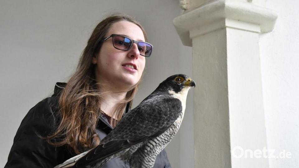 Anita Vieracker vom Landschaftspflegegverband Amberg-Sulzbach mit dem Präparat des Amberger Wanderfalkens. Bild: Petra Hartl