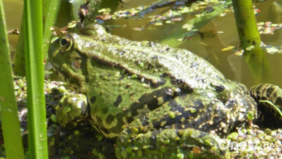 Liebeswerben mit 90 Dezibel im Teich Der kleinste Frosch quakt am