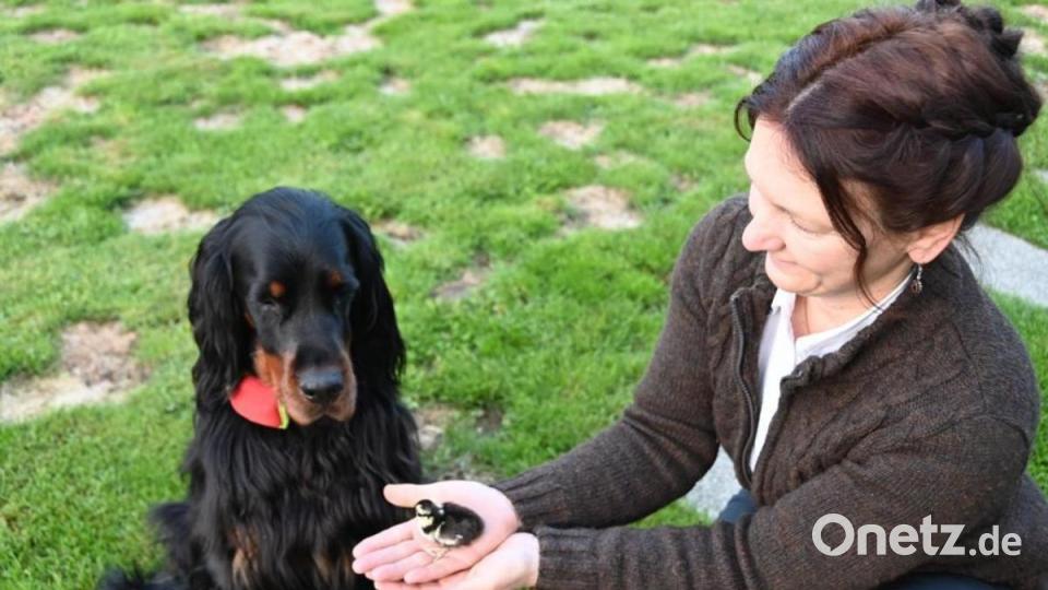 Jagdhund "Nandl" bleibt ganz ruhig, wenn ihm Andrea Süß ein Küken vor die Schnauze hält. Bild: Andrea Süß