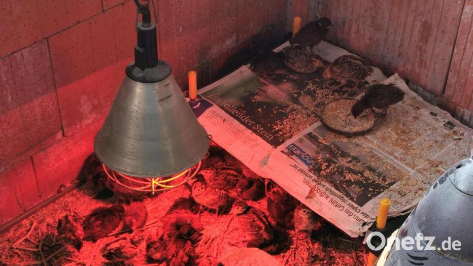 Die Wärmelampe spendet Geborgenheit. Bild: Portner