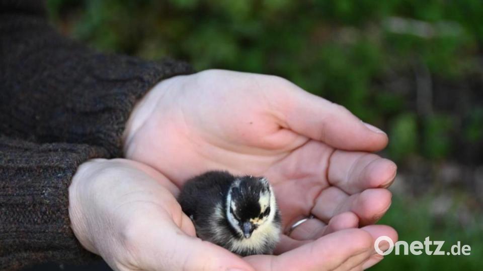 Andrea Süß hält einen kleinen Fasan in der Hand. Rund 100 Küken zieht die Teunzer Jägerin aktuell auf. Bild: Andrea Süß