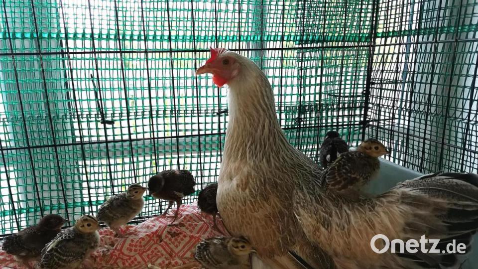 Bei der Aufzucht der Fasane hilft Huhn „Betty“ als Ersatzmama. Es stört sie nicht, wenn die kleinen Küken auf ihr Herumtollen. Bild: Portner