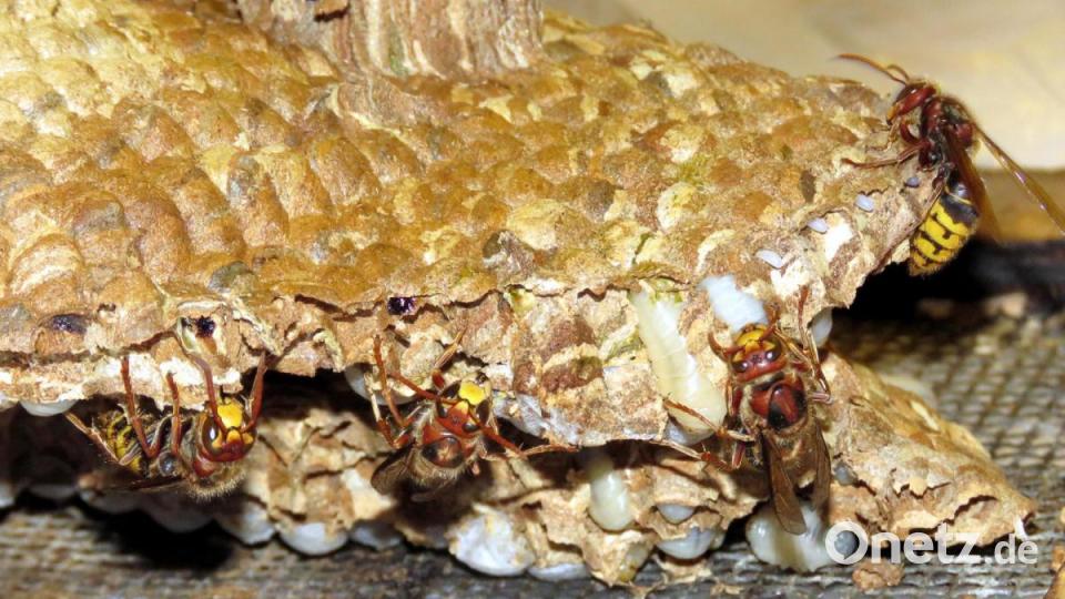 Eifrig kriechen die Hornissen in ihr Nest zurück, das Josef Ernst kurz vorher aus dem Rollo-Kasten geholt hat. Bild: ubb