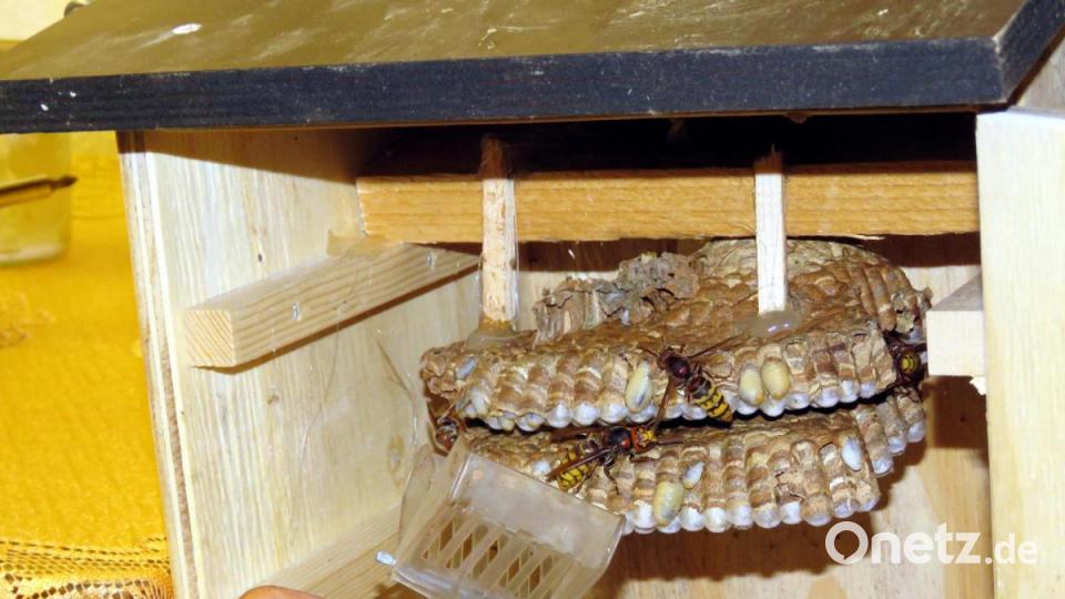 Die Königin (vorne im Nest) ist wieder frei und kreicht sofort in ihr Nest zurück. Bild: ubb