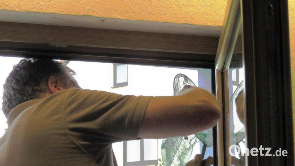 Halt, da hat sich noch eine versteckt: Josef Ernst fängt sie mit dem Schmetterlingsnetz ein. Bild: ubb