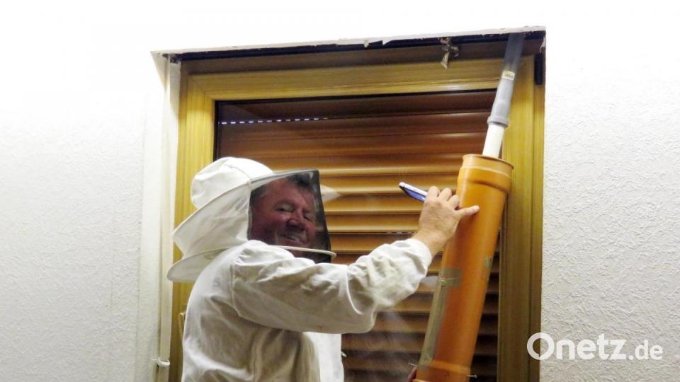 Mit einem umgebauten Staubsauger holt Josef Ernst die Hornissen aus dem Rollo-Kasten. Den Tieren geschieht nichts, sie landen in einem mit Gittern abgeschlossenem Rohr. Bild: ubb