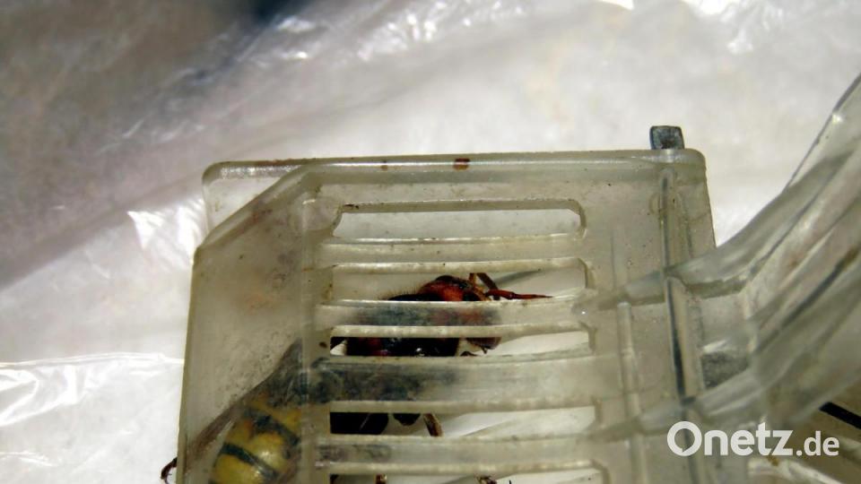 Verständlich, dass sie &quot;stinksauer&quot; ist: Wütend brummt und surrt die Hornissenkönigin in ihrem kleinen Käfig umher. Bild: ubb