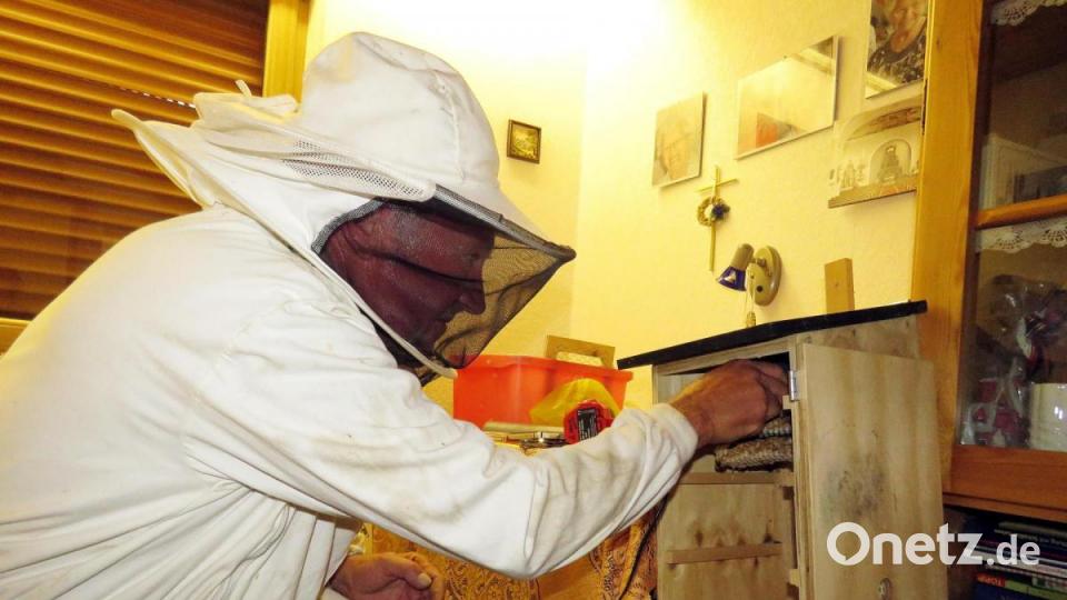 Jedes gerettete Hornissenvolk bekommt eine Holzkiste, wo es sein Nest weiter bauen darf und weiter über den Sommer leben darf. Bild: ubb