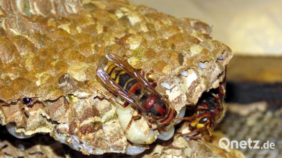 Ein Hornissennest: Immer wieder faszinierend, welch großartige Baukünstler die Tiere sind. Bild: ubb