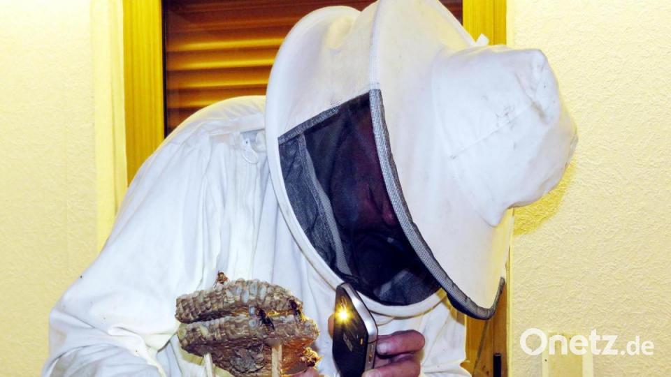 Vorsichtig sucht Josef Ernst die Königin im Nest, während im die Hornissen über die Hand kriechen. Aber er findet sie zuerst nicht. Bild: ubb