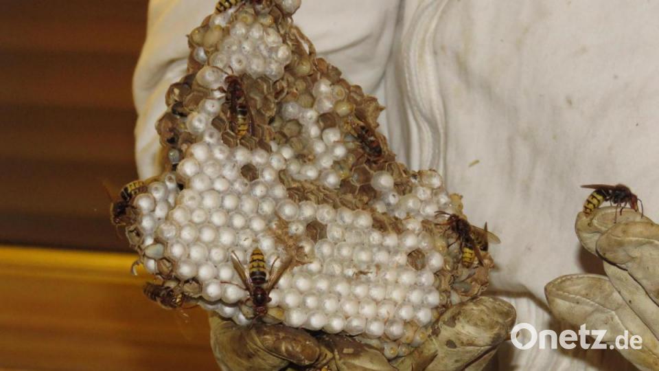 Im Nest sind bereits umzählige Brutplätze angelegt. Bild: ubb