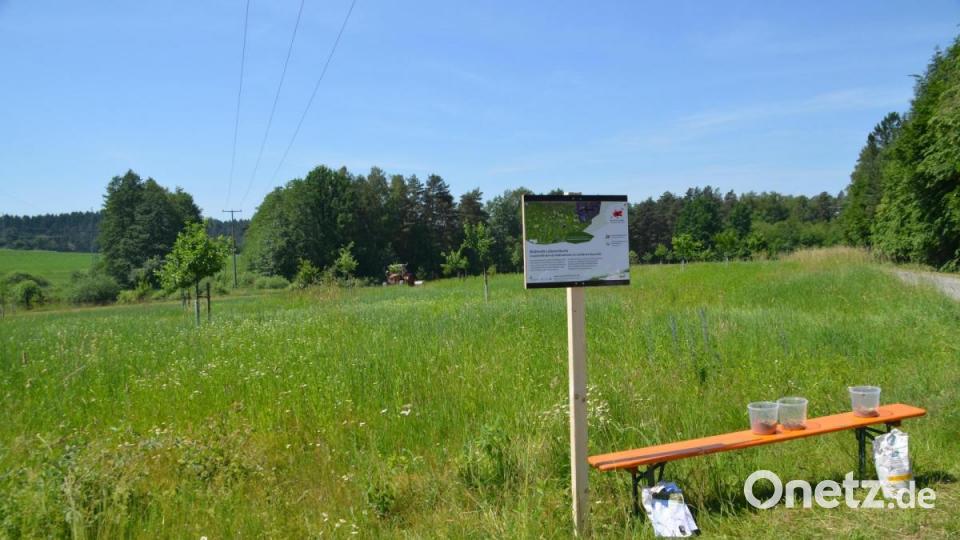 Auf dieser ein Hektar großen Streuobstwiese entstand eine artenreiche Blühwiese für Insekten Bild: ak