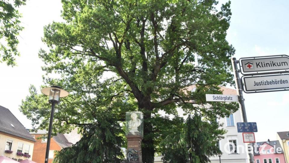 &quot;Friedenseiche&quot; am Schlörplatz. Bild: hcz