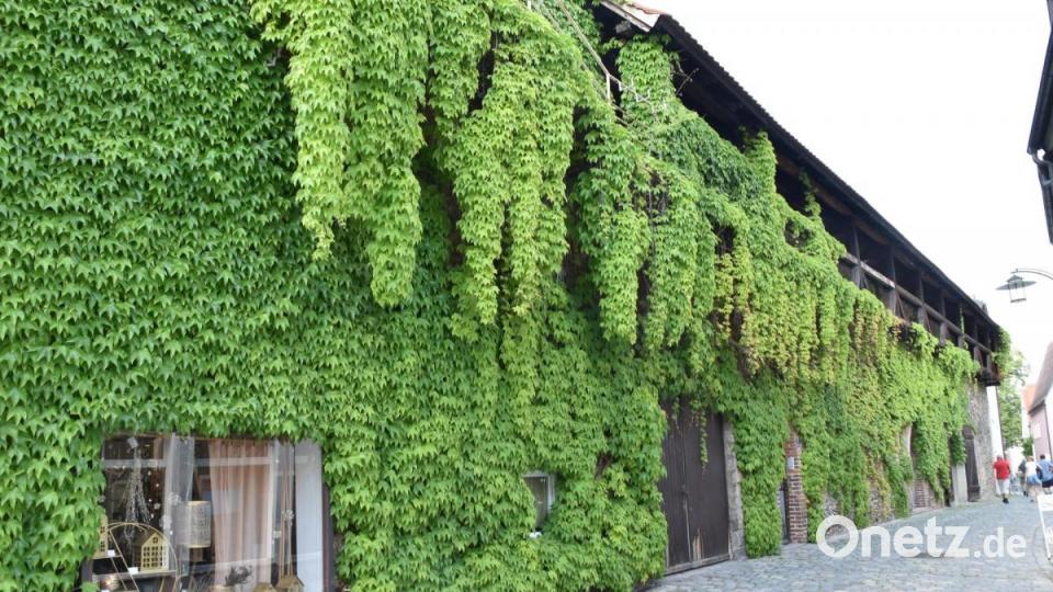 Wilder Wein. Bild: hcz