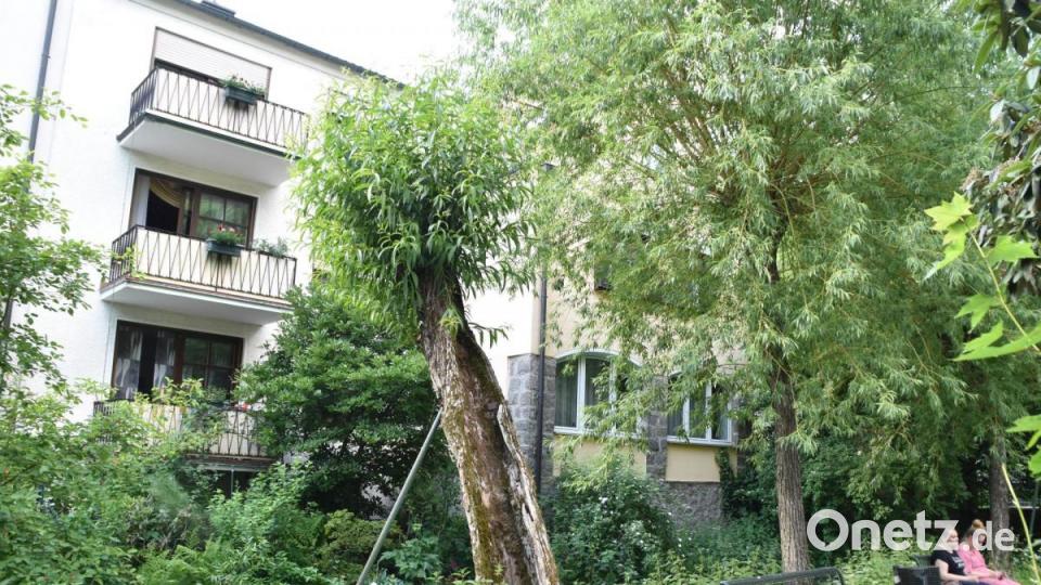 Weiden an der Kurt-Schumacher-Allee. Bild: hcz