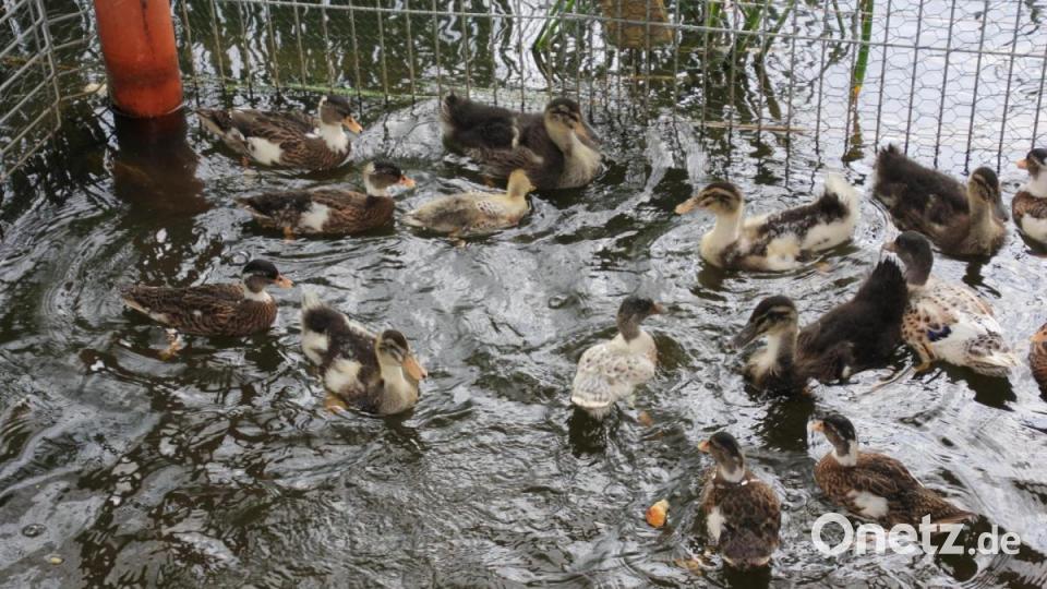 Zwergenten lieben das Wasser. Bild: kro