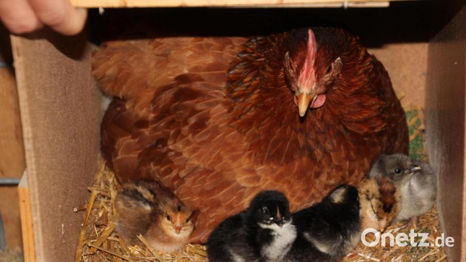 Eine Henne mit ihren Küken, einfach toll! Bild: kro