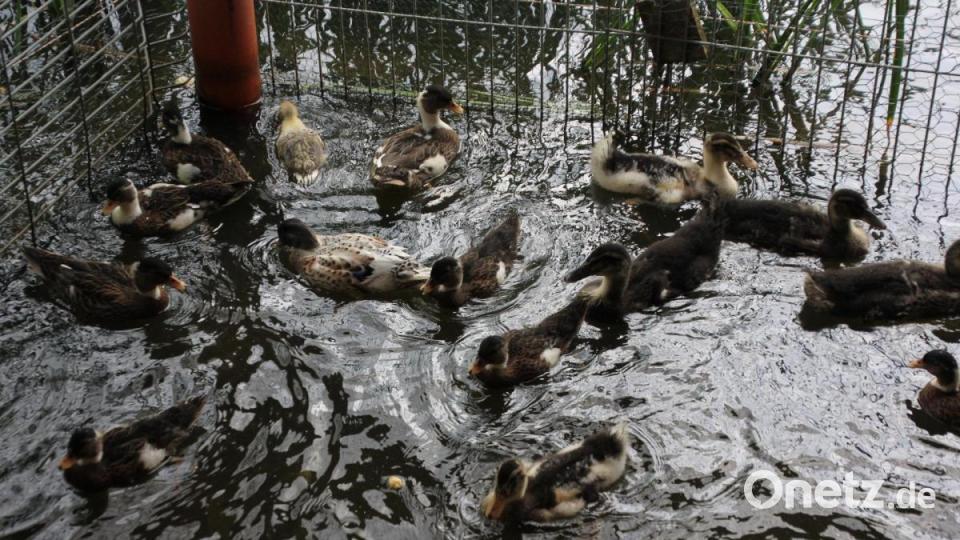 Zwergenten in ihrem nassen Element. Bild: kro