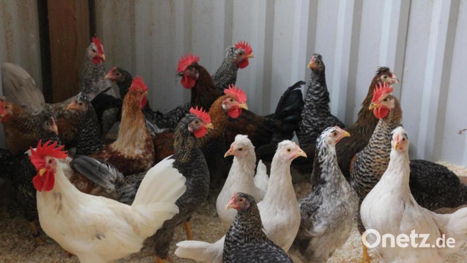 Udo Hildebrand züchtet auch alte Haushuhnrassen. Bild: kro