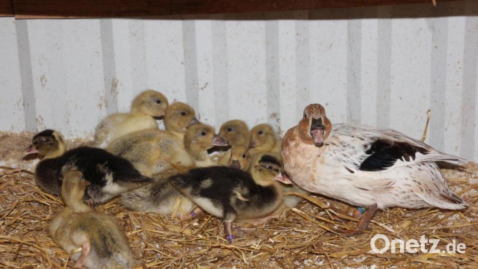 Eine silberwildfarbige Zwergente mit ihren Jungen. Bild: kro