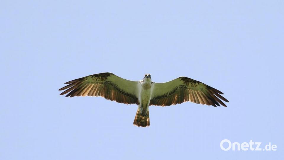 Etwas besorgt verfolgen die Elterntiere mit etwas Abstand das Geschehen–erkennbar ist hier auch die Beringung an den Beinen. Bild: Wolfgang Nerb/exb