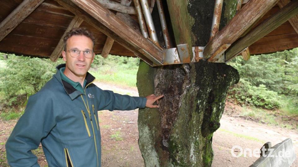 Revierförster Carsten Klöble bei der Begutachtung des Baumes, der das Dach des Schwammerls trägt. Bild: njn