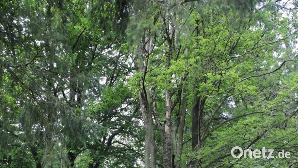 Revierförster Carsten Klöble bei der Begutachtung des Baumes, der das Dach des Schwammerls trägt. Bild: njn