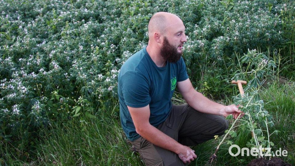 Den Schlusspunkt setzte ein Besuch am Lupinenfeld. Dort erklärte Naturland-Berater Konrad Maier (Bild) die Vorzüge des eiweißreichen Stickstofflieferanten. Bild: wro