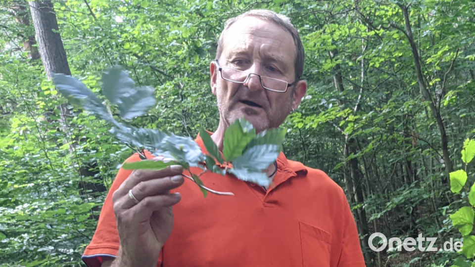 Stadtförster Wolfgang Winter liebt die Natur und hat viel zu erzählen. Bild: exb/Verena Bauer