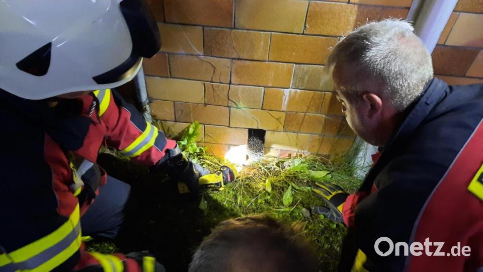 Die Freiwillige Feuerwehr Nabburg musste zu einem ungewöhnlichen Rettungseinsatz ausrücken. Ein Igel steckte mit der Vorderseite in einem Mauerspalt fest. Bild: Daniel Irlbacher/exb