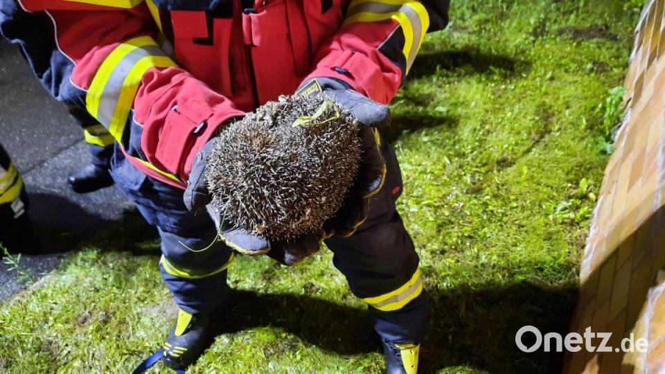 Geschafft: Der Igel, der in einer Mauer in Nabburg feststeckte, konnte wohlbehalten befreit werden. Bild: Daniel Irlbacher/exb