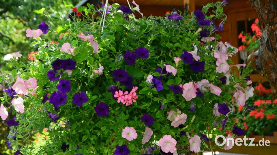 Prachtvolle Hingucker. Bild: dob