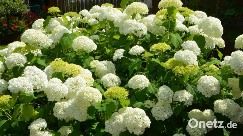 Die Blütenbälle der Hortensien recken sich gen Himmel. Bild: dob