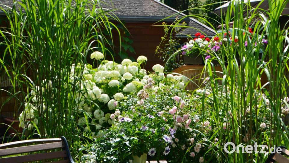 Die selbst gepflanzten Pflanzen-Kreationen sind herrlich anzuschauen. Bild: dob