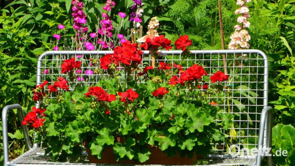 Roswitha und Willi Wild haben sich mit ihren eigenen Händen und Mühen ein traumhaftes Gartenparadies geschaffen. Bild: dob