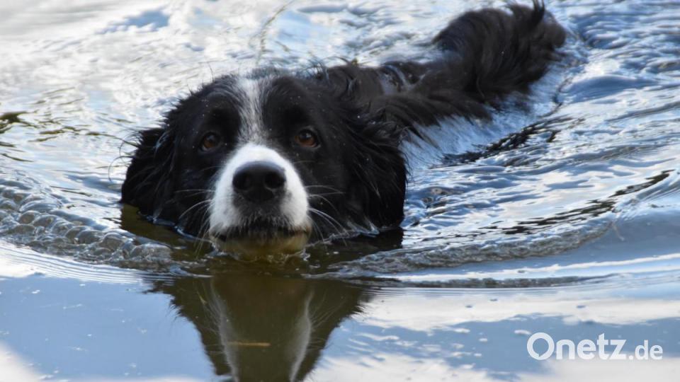 Der zehnjährige Bordercollie schimmt gerne weite Strecken im Schätzlerbad- Weiher. Bild: hcz