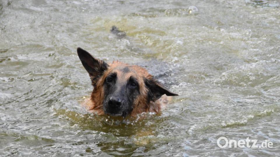 &quot;Captain&quot;, der neunjährige reinrassige Schäferhund, ist eine echte Wasserratte, sagt Frauchen Sabine Kothmann aus Bechtsrieth. Bild: hcz