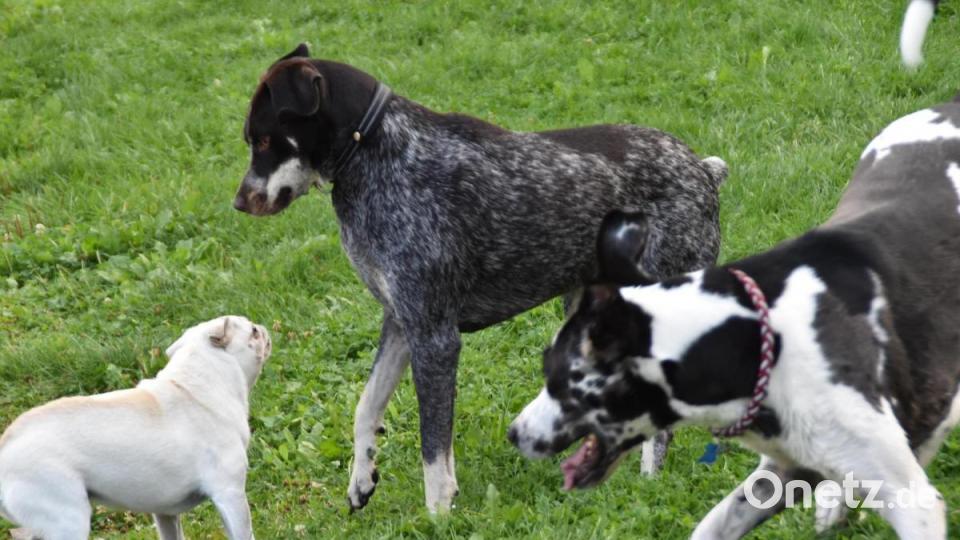 Mopsdame &quot;Wilma&quot; (zwei Jahre) schloss schnell Freundschaft. Bild: hcz