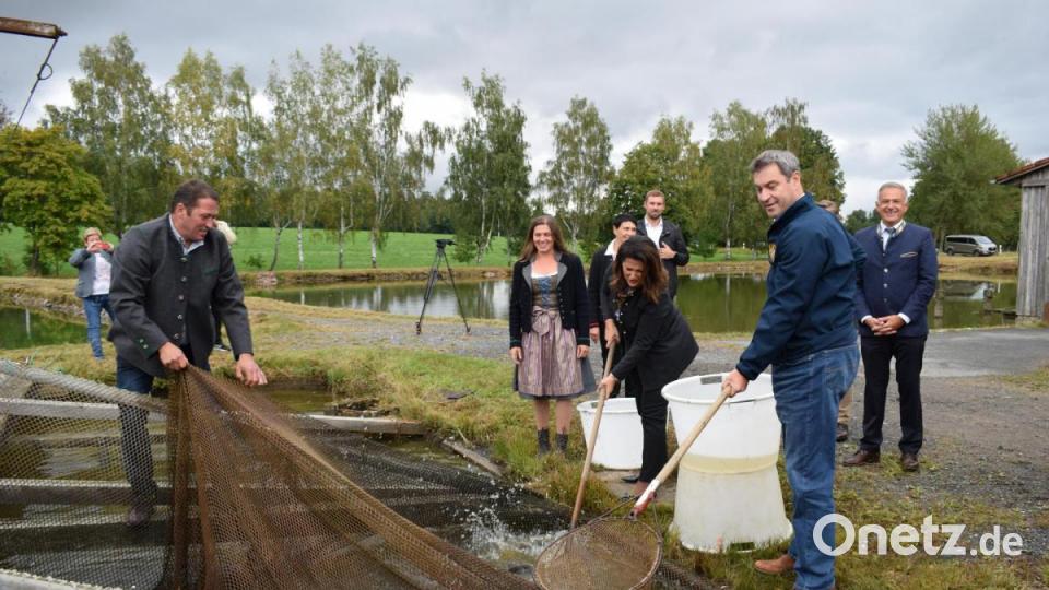 Ministerpräsident Markus Söder und Landwirtschaftsministerin Michaela Kaniber informierten sich in Muckenthal bei Familie Bächer über die Karpfenernte. Bild: szl
