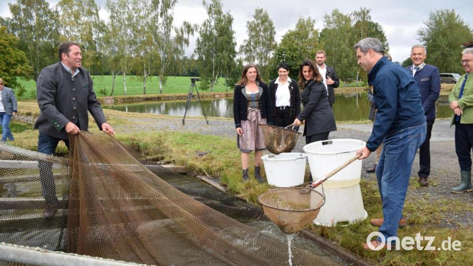Ins Netz gegangen: Landwirtschaftsministerin Michaela Kaniber (Mitte) und Ministerpräsident Markus Söder (vorne rechts) bei der Karpfenernte. Mit im Bild: Teichwirt Klaus Bächer, Tochter Lena und Ehefrau Manuela (von links). Bild: szl