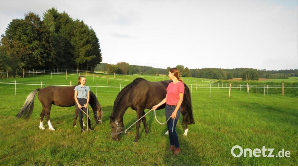Während Nele ihr Pony &quot;Pina Colada&quot; bei den Turnieren gern in jeder Hinsicht fordern kann, darf die Vorgängerin bereits im Stall der Zants die &quot;Rente&quot; genießen. Paula, hier geführt von Natascha Zant, ist 18 Jahre alt und wird nicht mehr Dressur geritten. Bild: ubb