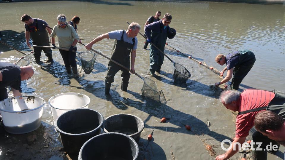 Mit Keschern sammeln die Helfer die Fische ein. Bild: Kunz