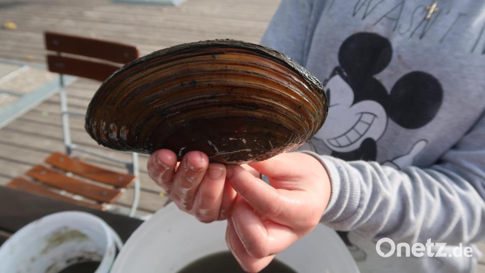 Kinder suchten Muscheln. Bild: Kunz