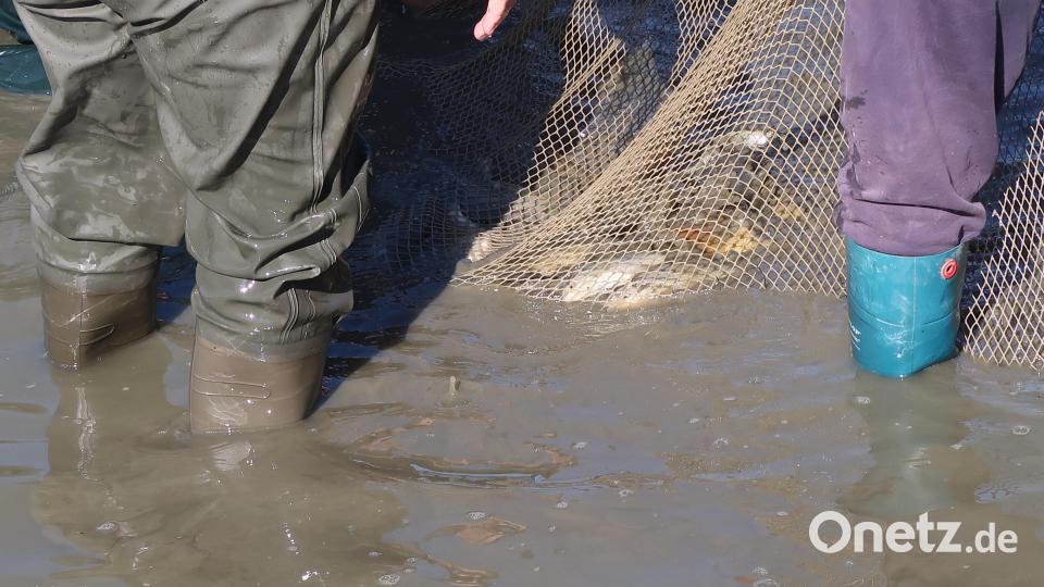 Abfischen im Schätzlerbad. Bild: Kunz